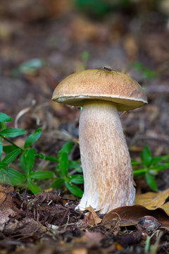 Boletus reticulatus, edible mushrooms