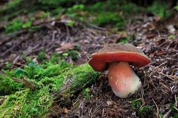 Neoboletus luridiformis, edible mushrooms