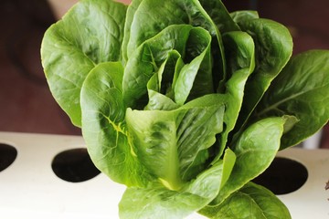 fresh lettuce hydroponics for health in garden
