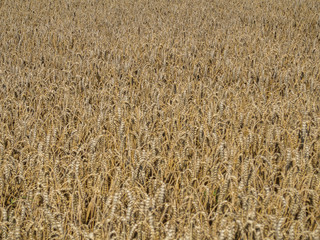 Getreide Textur
