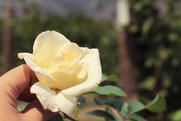 Beautiful roses is blooming in the garden.