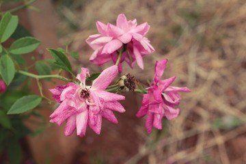 Beautiful roses is blooming in the garden.