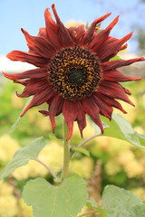 Naklejka premium sunflower