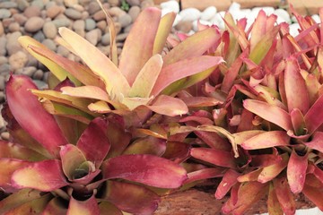 Pineapples flower in the garden