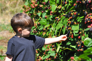 Little boy picking blackberries in garden. Child picking and eating ripe blackberry