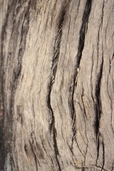 Old wooden beauty wall background and texture