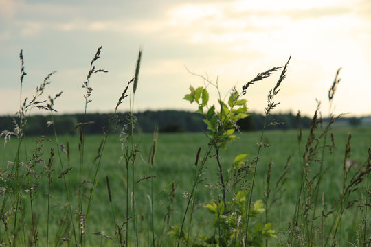 green field