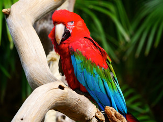 Perroquet © photoloulou91