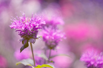 Macro purple flowers on a pink background.
