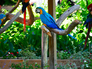 Perroquet © photoloulou91