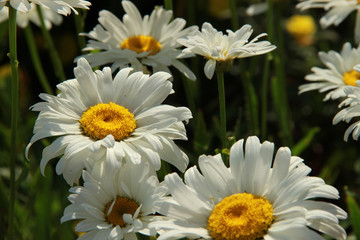 Obraz premium Chamomile