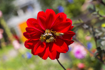 Rote Blume mit Bienen © Christian Holdermann