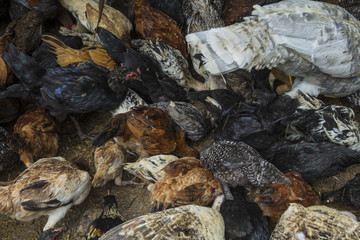 Fütterung von Hühnern und anderem Geflügel