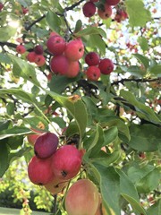 Close up of appples in tree with sunlight 