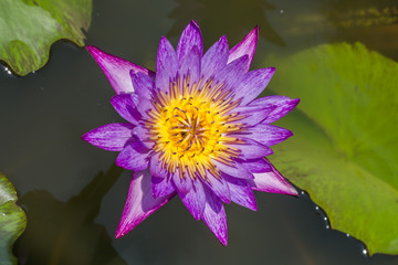 Purple lotus flower beautiful lotus
