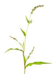 Fototapeta na wymiar Water-pepper (Persicaria hydropiper) isolated on white background. Medicinal plant
