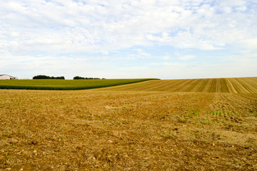 Field of wheat cut and green maize
