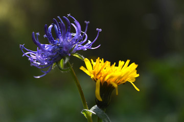 mountains flower