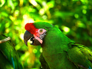 Perroquet © photoloulou91