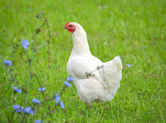 Glückliches Huhn