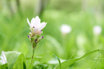Obraz premium White Siam tulip flowers(Curcuma aeruqinosa Roxb.) pebble flowers in the field of flowers, which will bloom in the rainy season.
