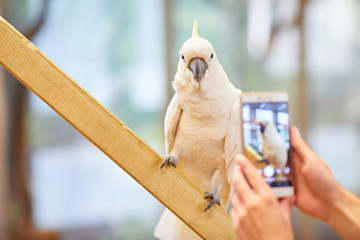 Fototapeta premium Taking a Picture of a Parrot