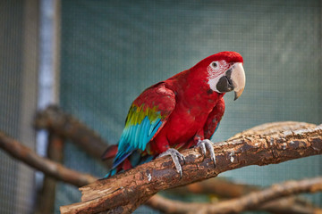 Close up of colorful scarlet macaw parrot