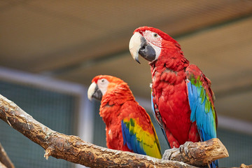 Close up of colorful scarlet macaw parrot