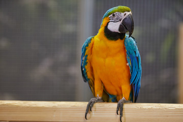 Blue and Gold Macaw - Big Parrot. (Ara ararauna), also known as the blue-and-gold macaw, is a large South American parrot with blue top parts and yellow under parts.