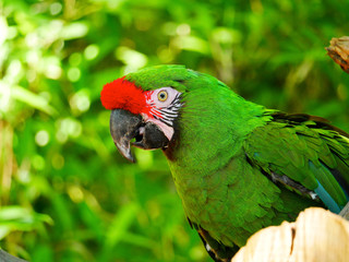 Perroquet © photoloulou91