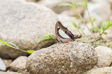 Beautiful butterfly  on stone in garden