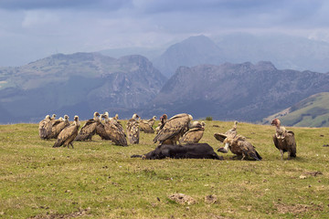 Vultures eating © Imagenatural