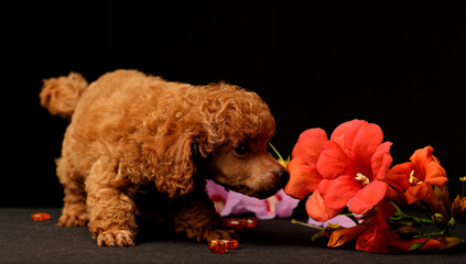 puppy dpg red poodle