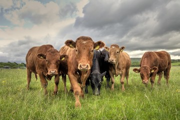 Limousin Bullocks in a Field - 166590850