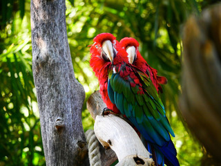 Perroquet © photoloulou91