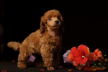 puppy dpg red poodle