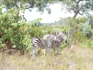 south africa zebra