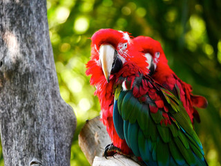 Perroquet © photoloulou91