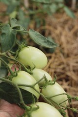 Fresh tomatoes on the tree in garden
