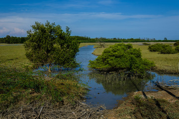 spring tide in mangrove forest
