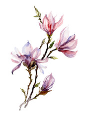 Pink magnolia flowers on a twig. Isolated on white background.  Watercolor painting. Hand drawn. Vertical orientation.