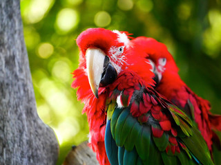 Perroquet © photoloulou91