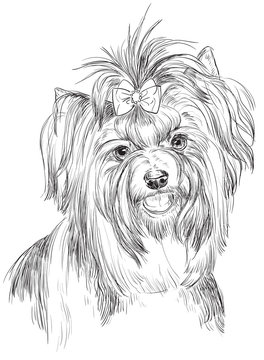 Biewer terrier vector hand drawing portrait