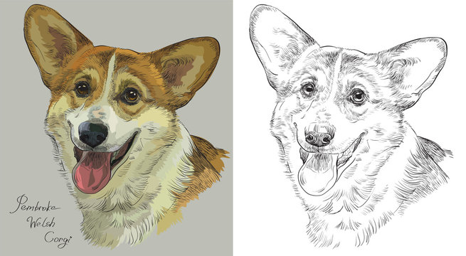 Colorful and monochrome hand drawing vector portrait of Pembroke Welsh Corgi