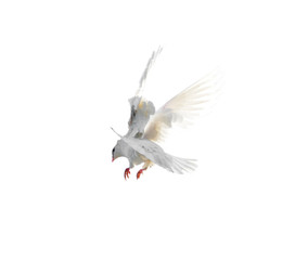 White dove in flight isolated on white background