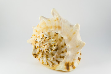 Big seashell isolated on white background