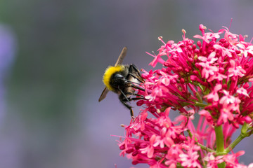 Hummel beim Nektar Saugen