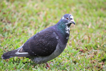 pigeon on grass