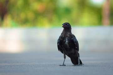 crow