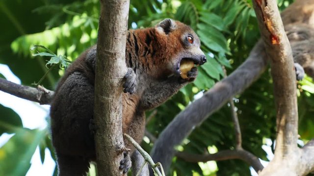 Mongoose lemur eats on tropical tree, Comoros